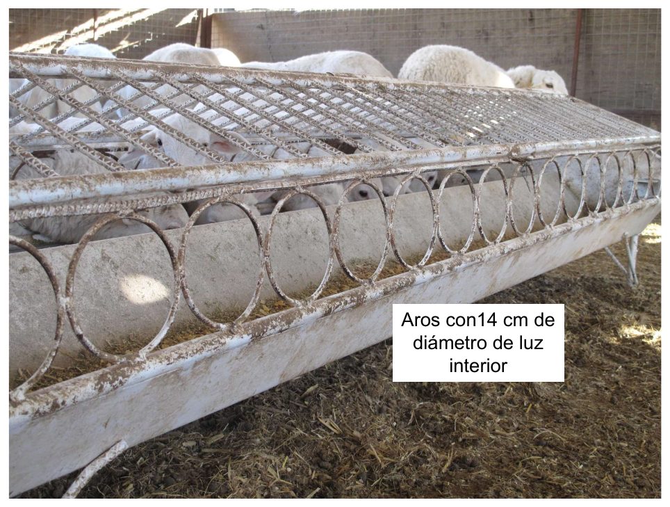 Aros de 14 cm de diámetro por donde el cordero mete la cabeza