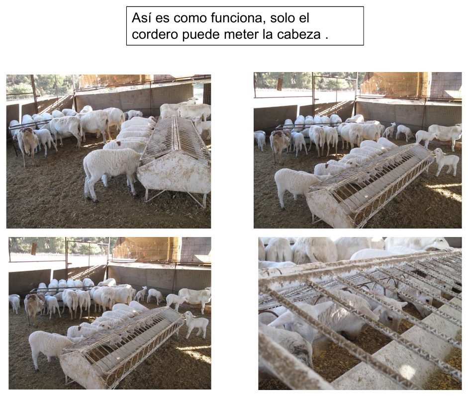 Corderos comiendo en el creep feeding portátil mientras las borregas no alcanzan el alimento