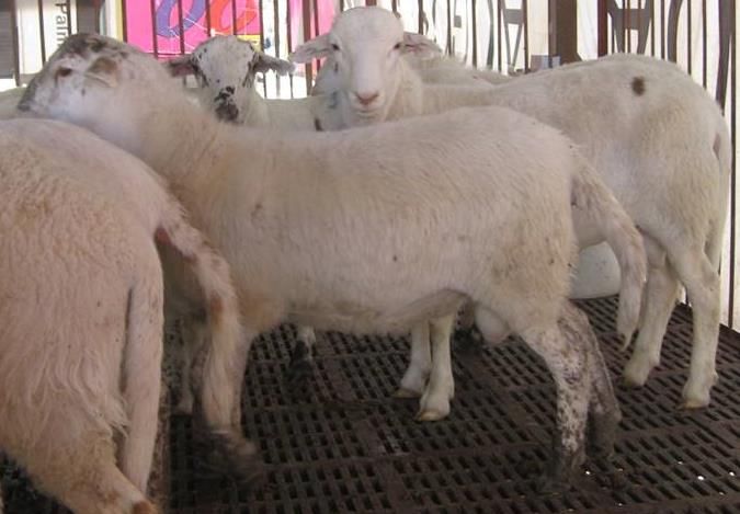 Corderos en engorda elevada: lotes por tamaño en piso de rejilla