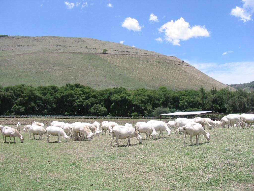 Borregas Katahdin pastoreando