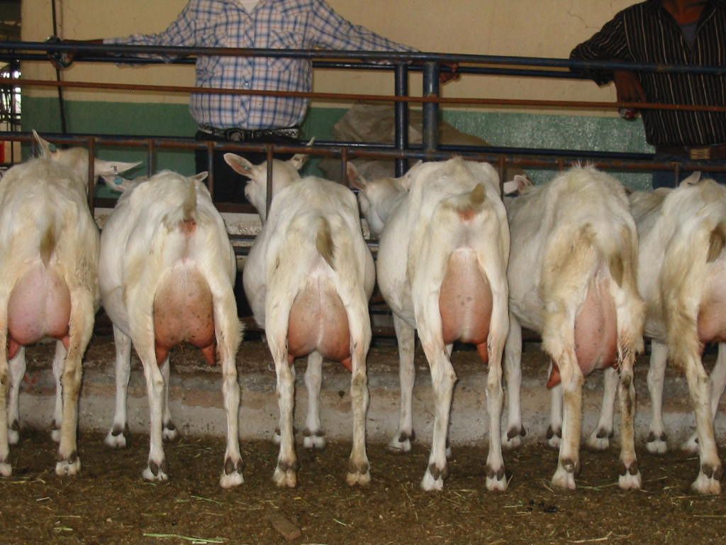 Cabras lecheras en ordeña