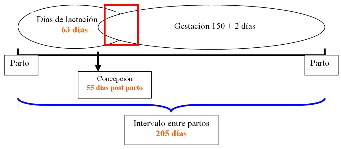 Figura 1. Ejemplo de los valores del proceso reproductivo de una oveja gestante en lactación: 63 días de lactación, concepción a los 55 días posparto, intervalo entre partos de 205 días