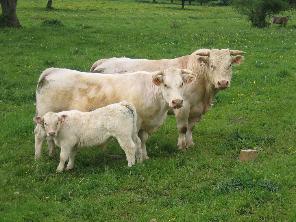 Vaca de raza cárnica con su becerro