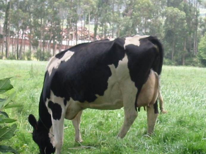 Vaca lechera en pastoreo