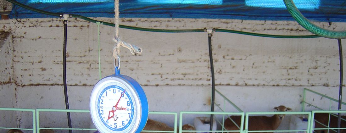 Jaulas materneras, con báscula de reloj para pesar a las crías