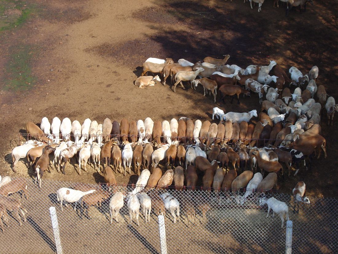 Comedero insuficiente: no alcanza para todos los animales