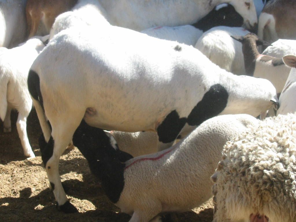 Oveja lactante con dos crías: entre la hembra y las dos crías suman aproximadamente 100 kg