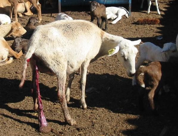 Oveja recién parida en condición corporal 2, sin ubre: cero probabilidad de tener un cordero viable
