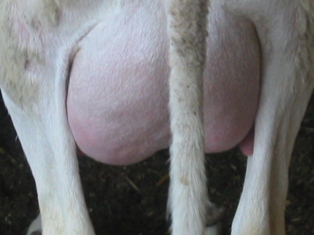 Ubre de oveja bien desarrollada, vista posterior