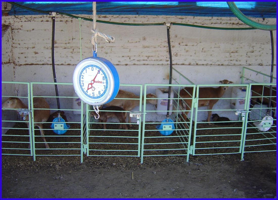 Jaulas materneras con báscula