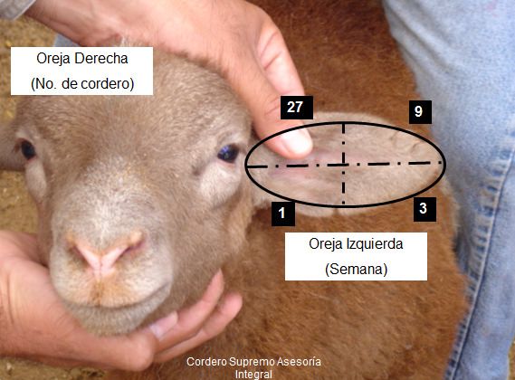 Esquema de muescas en las orejas: la oreja derecha indica el número de cordero y la izquierda, la semana