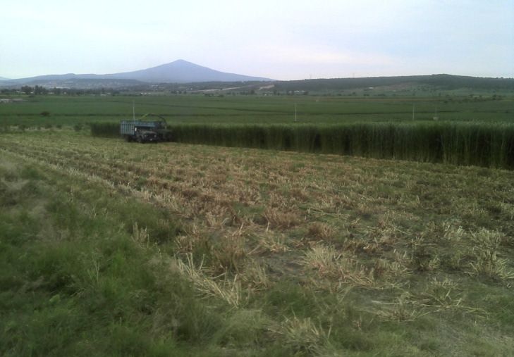 Campo de maralfalfa en cosecha