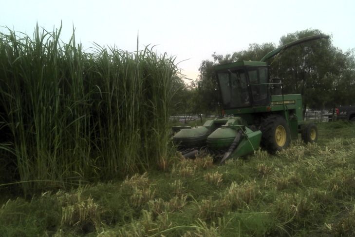 Cosechando pasto maralfalfa con ensiladora