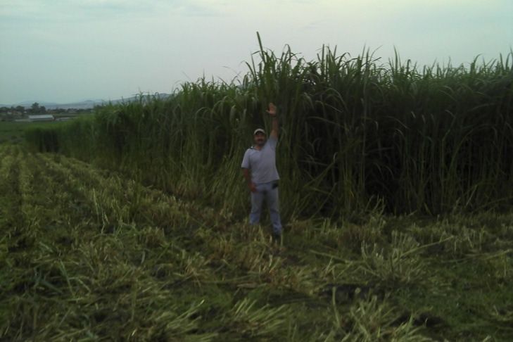 Cultivo de maralfalfa de unos 2.5 m de altura
