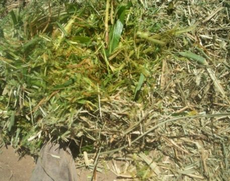 Maralfalfa picada en verde, con partículas de media pulgada