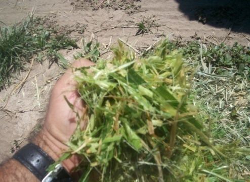 Maralfalfa picada en verde