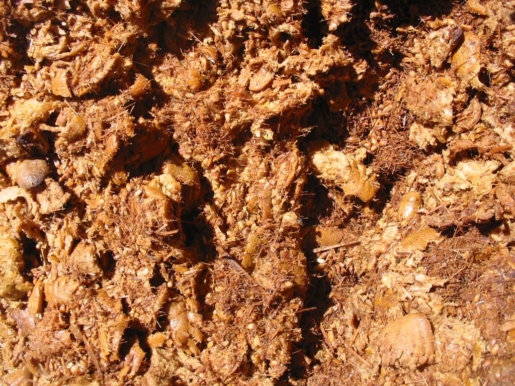Cáscara de naranja fermentada: color café, aspecto de cocida