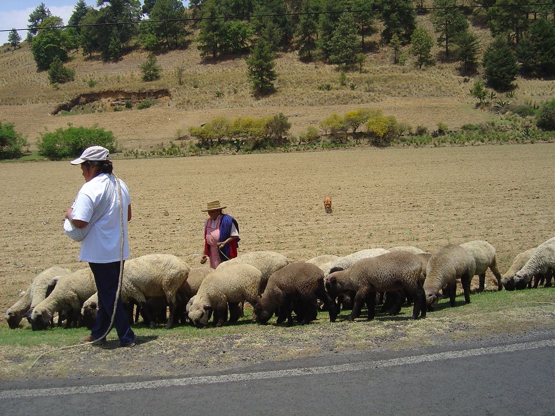 Rebaño pastoreando a la orilla de una carretera