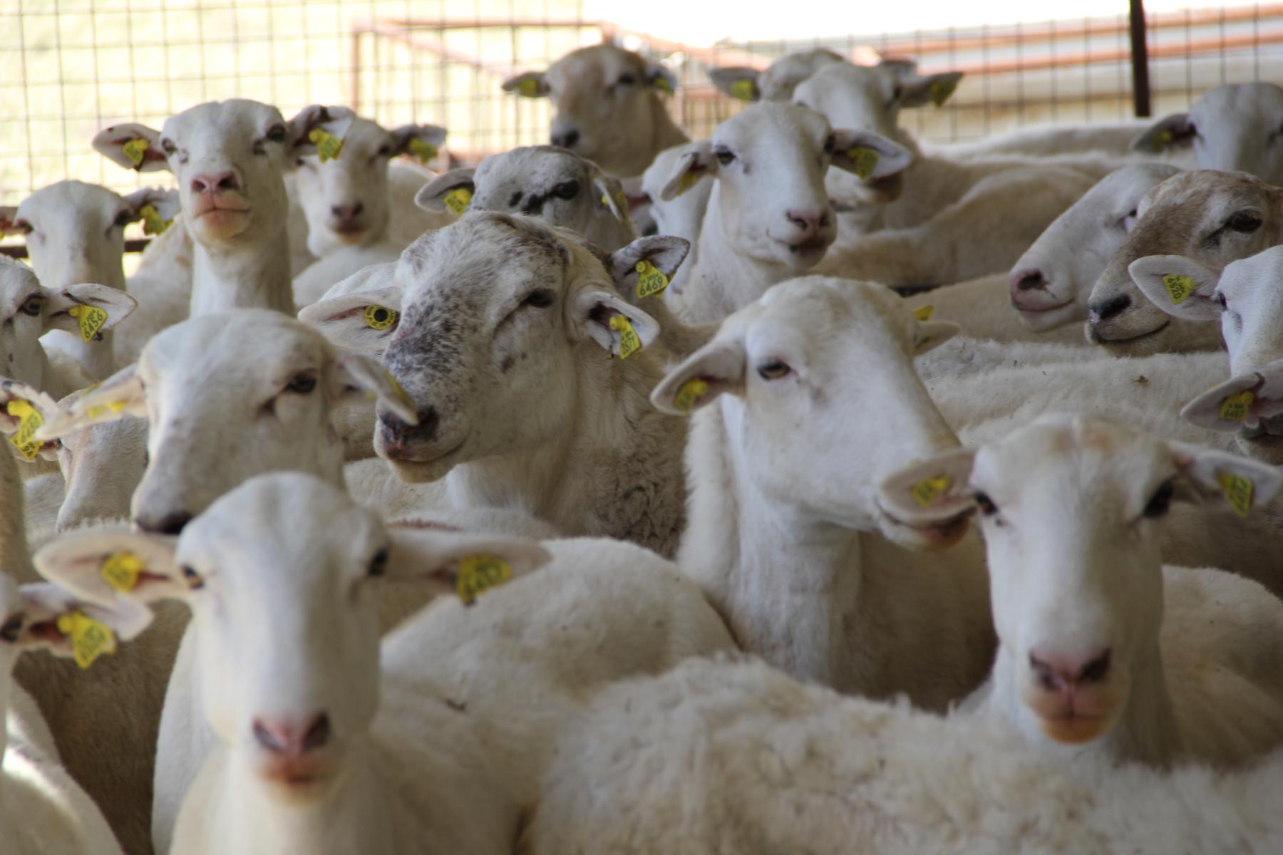 Corral lleno de borregas, cada una con su arete de identificación.