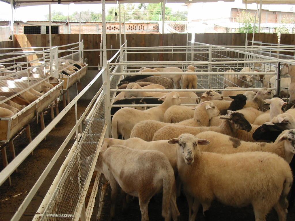 Corral de engorda con piso elevado y comederos corridos, lleno de corderos.