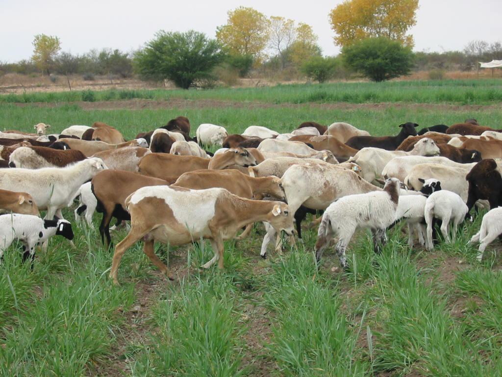 Borregas y corderos de varias razas comiendo pasto fresco.