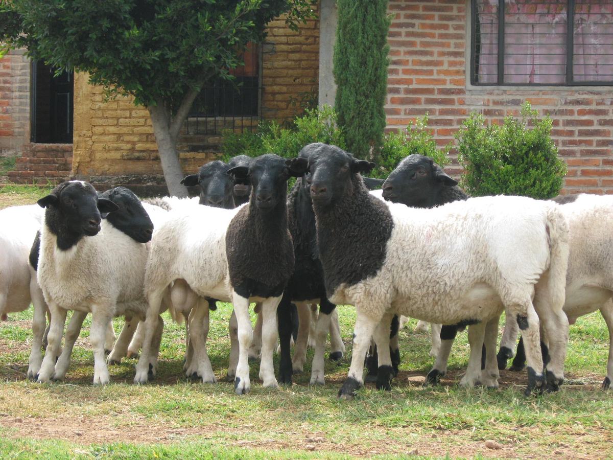 Sementales Dorper de cabeza negra en un patio, listos para la venta de pie de cría.
